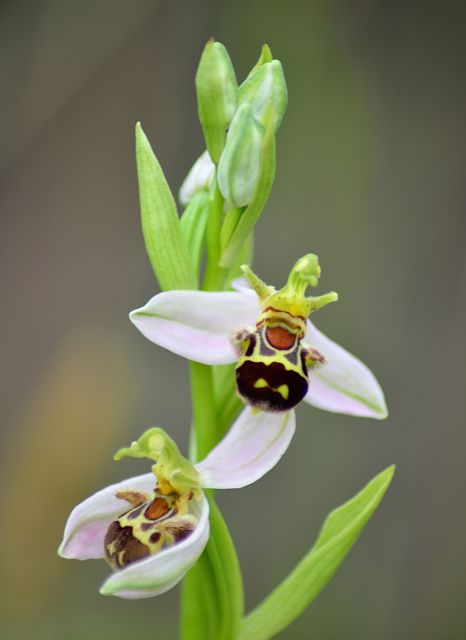 Ophrys apifera